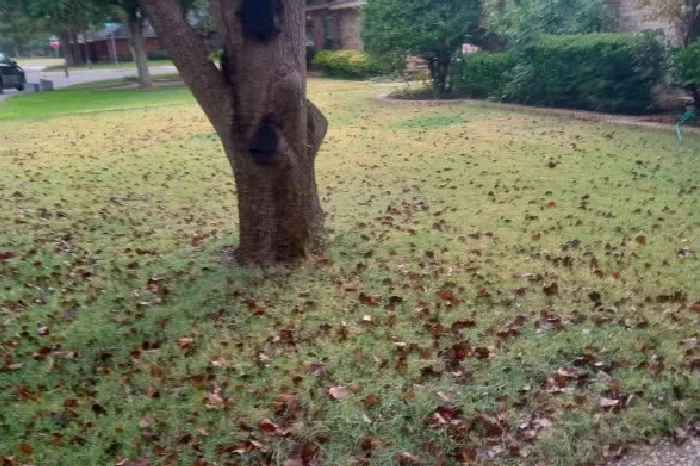 Blayne's Landscaping's Other Services