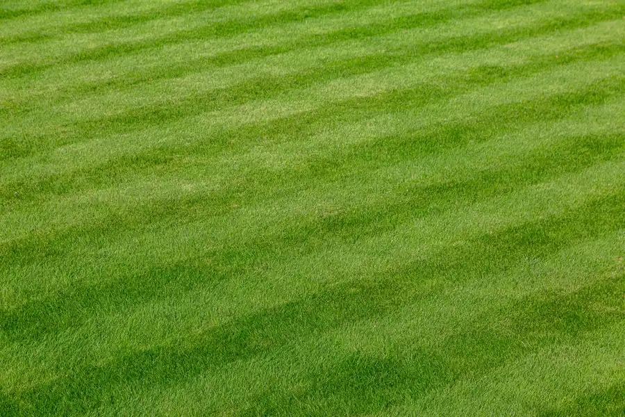 Lawn Care Tools Every Professional Landscaper Needs in Midland, TX