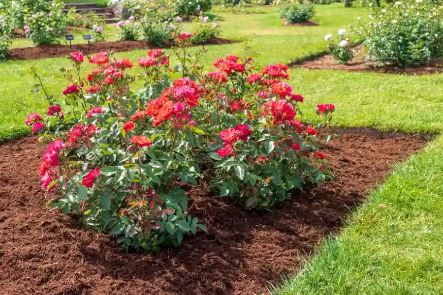 Mulching Techniques That Improve Landscape Longevity in Midland, TX
