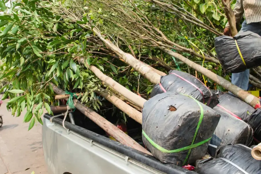 Professional Tree Planting in Midland, TX Professional Tree Planting in Midland, TX