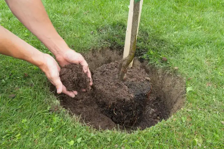 Quality Tree Planting in Midland, TX Quality Tree Planting in Midland, TX