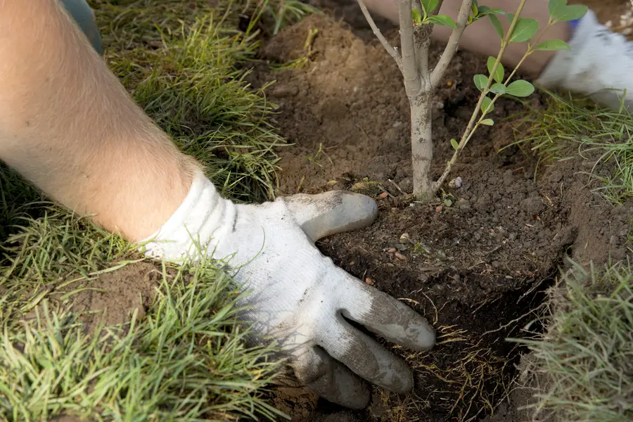 Steps To Successfully Planting Trees In Your Yard in Midland, TX