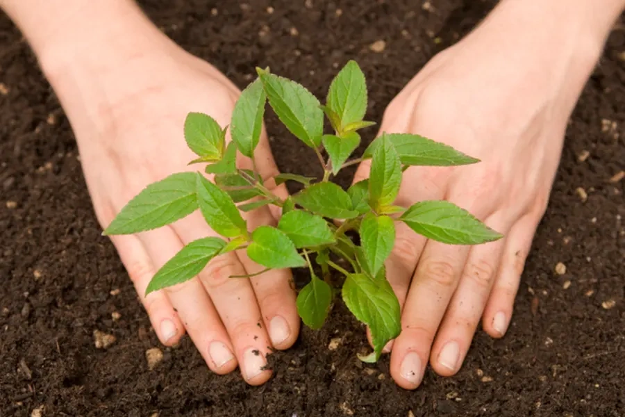 Steps To Successfully Planting Trees In Your Yard in Midland, TX