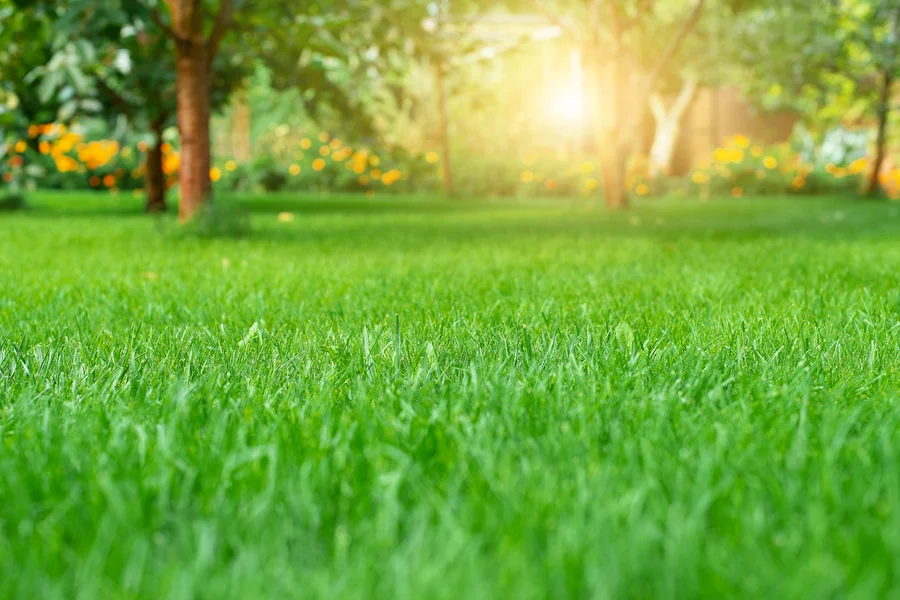 The Future Of Smart Tech In Lawn Care And Landscaping in Midland, TX